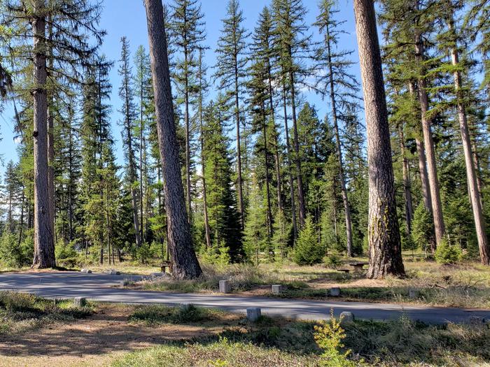 Spend time in an old-growth Western larch forest at Seeley Lake Campground. Larch trees along the road in Seeley Lake Campground. 