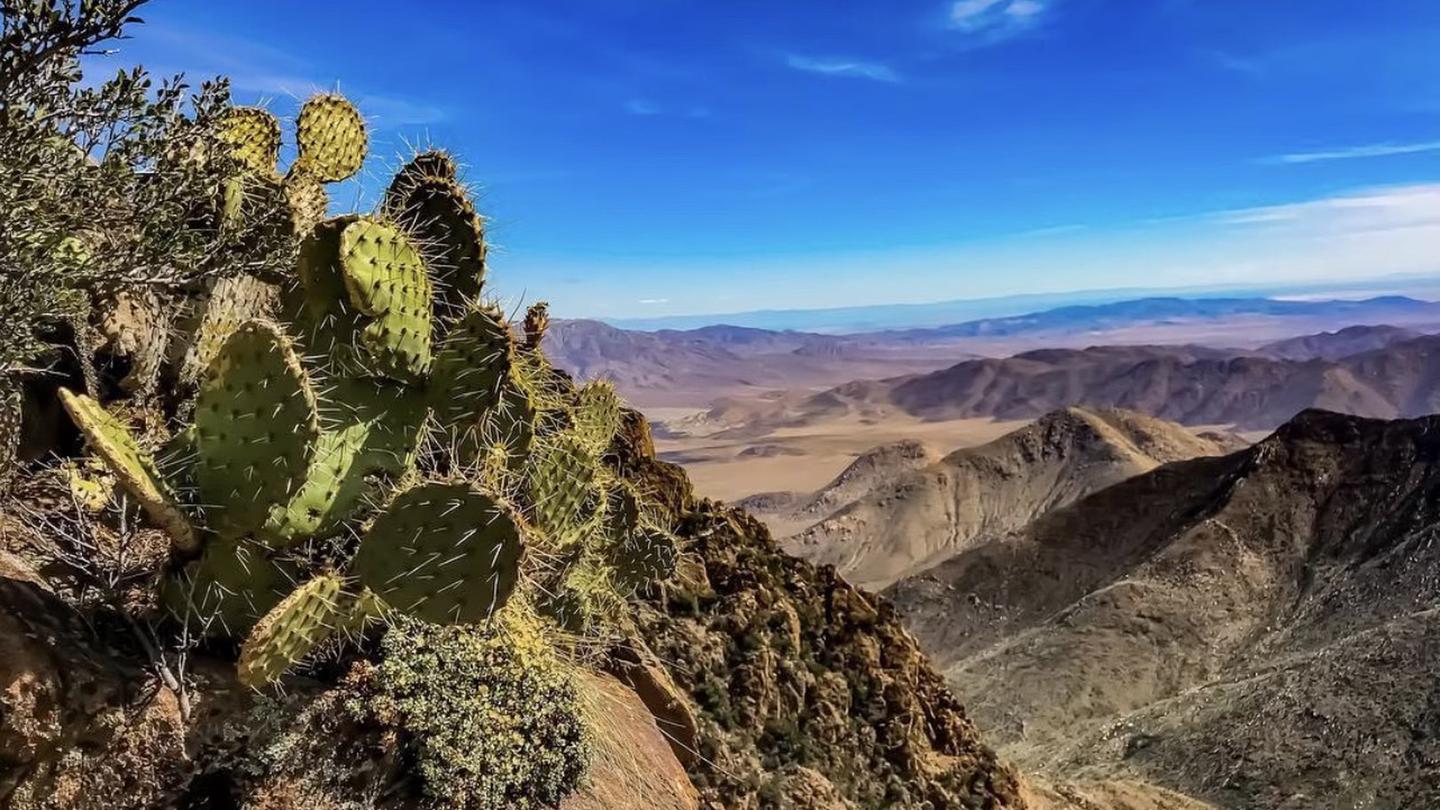 A prickly pear cactus next to the Pacific Crest Trail overlooking the Anza Borrego desert. Pacific Crest Trail overlooking the Anza Borrego Desert