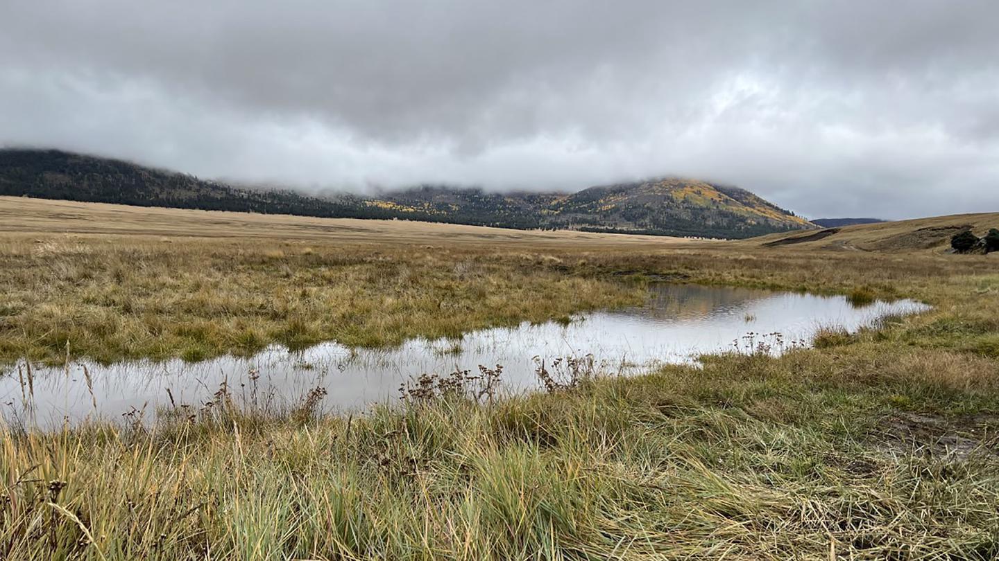 An ephemeral pond in a prairie with storm clouds overhead and tree-covered mountains in the distance.Valle Toledo at the northeastern end of the backcountry vehicle route.