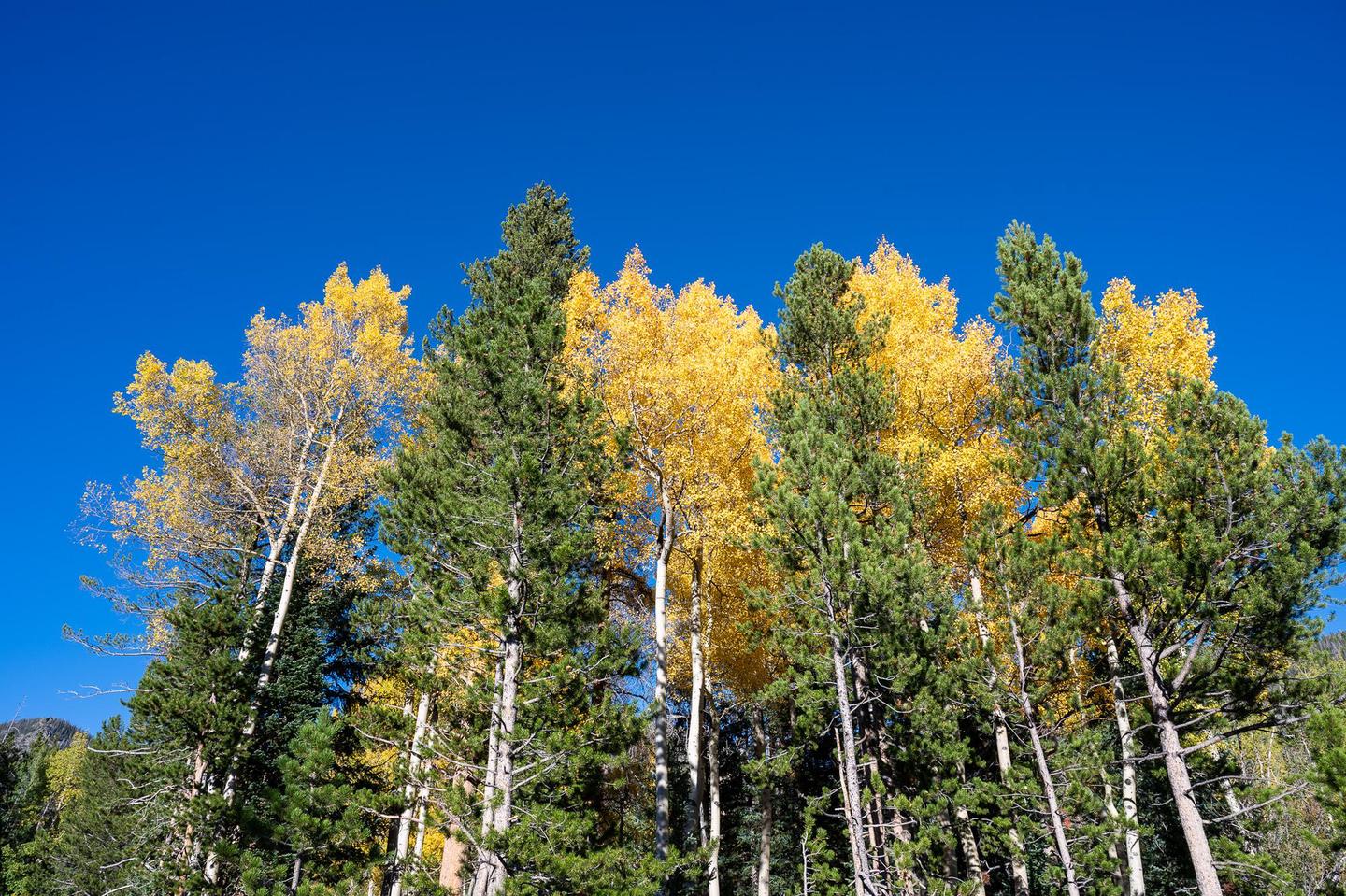 Aspen and transitioning from green to goldAspen leaves are turning from green to gold