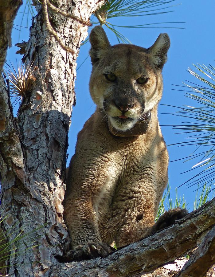 Florida PantherThe Florida Panther is one of the most iconic animals of Big Cypress
