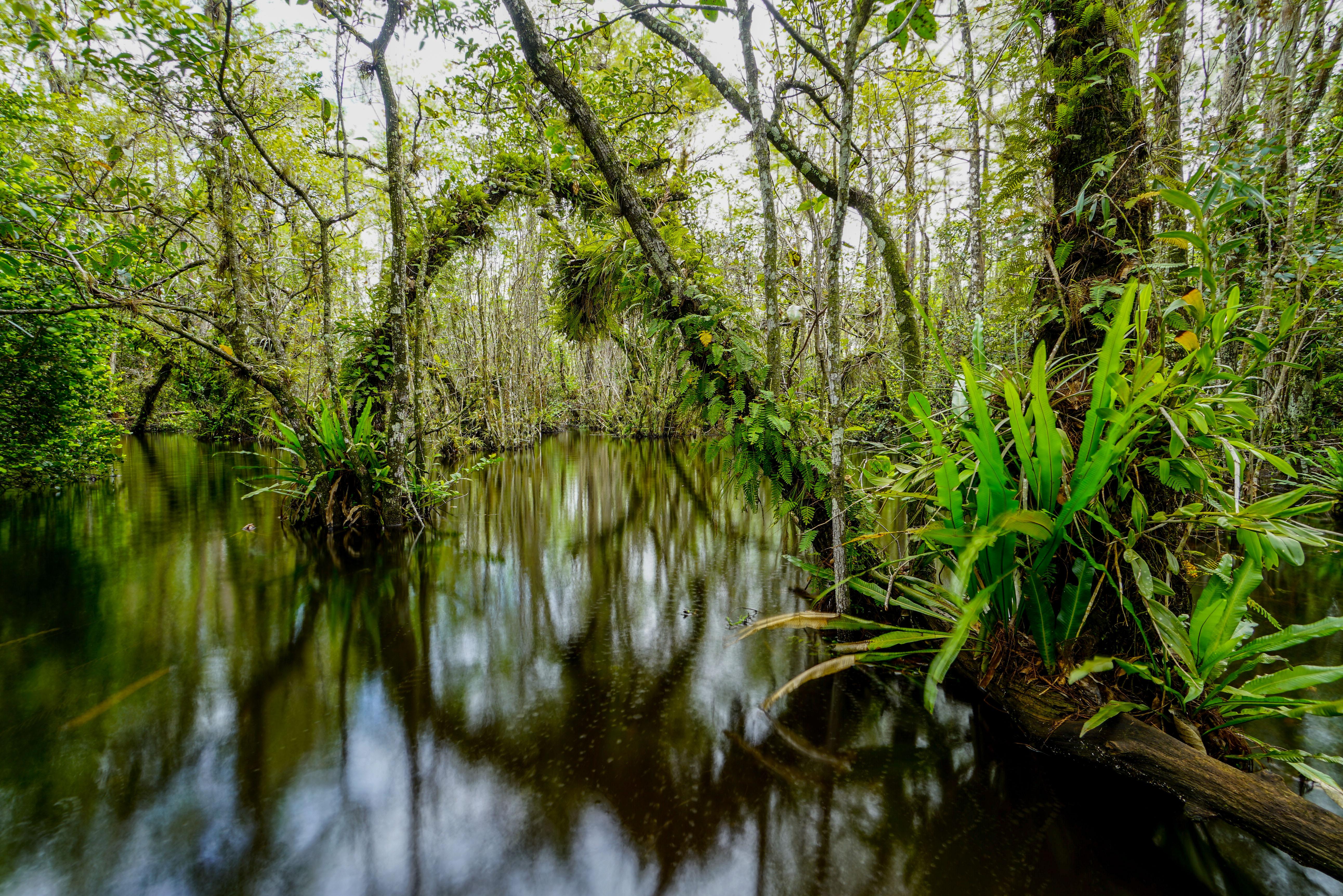 Depths of the Swamp