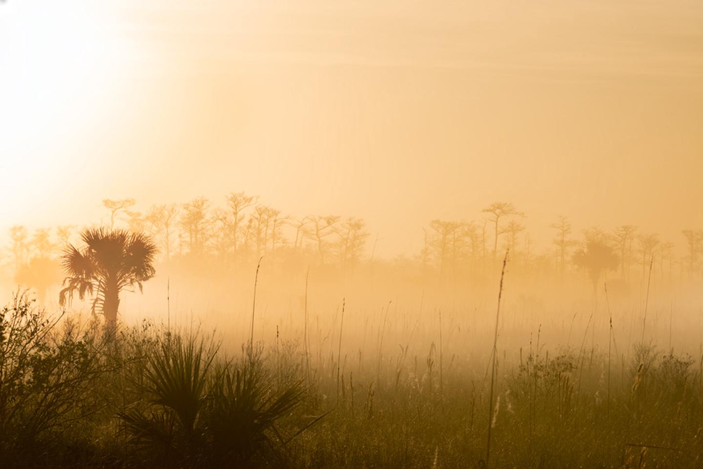 Preview photo of Big Cypress National Preserve