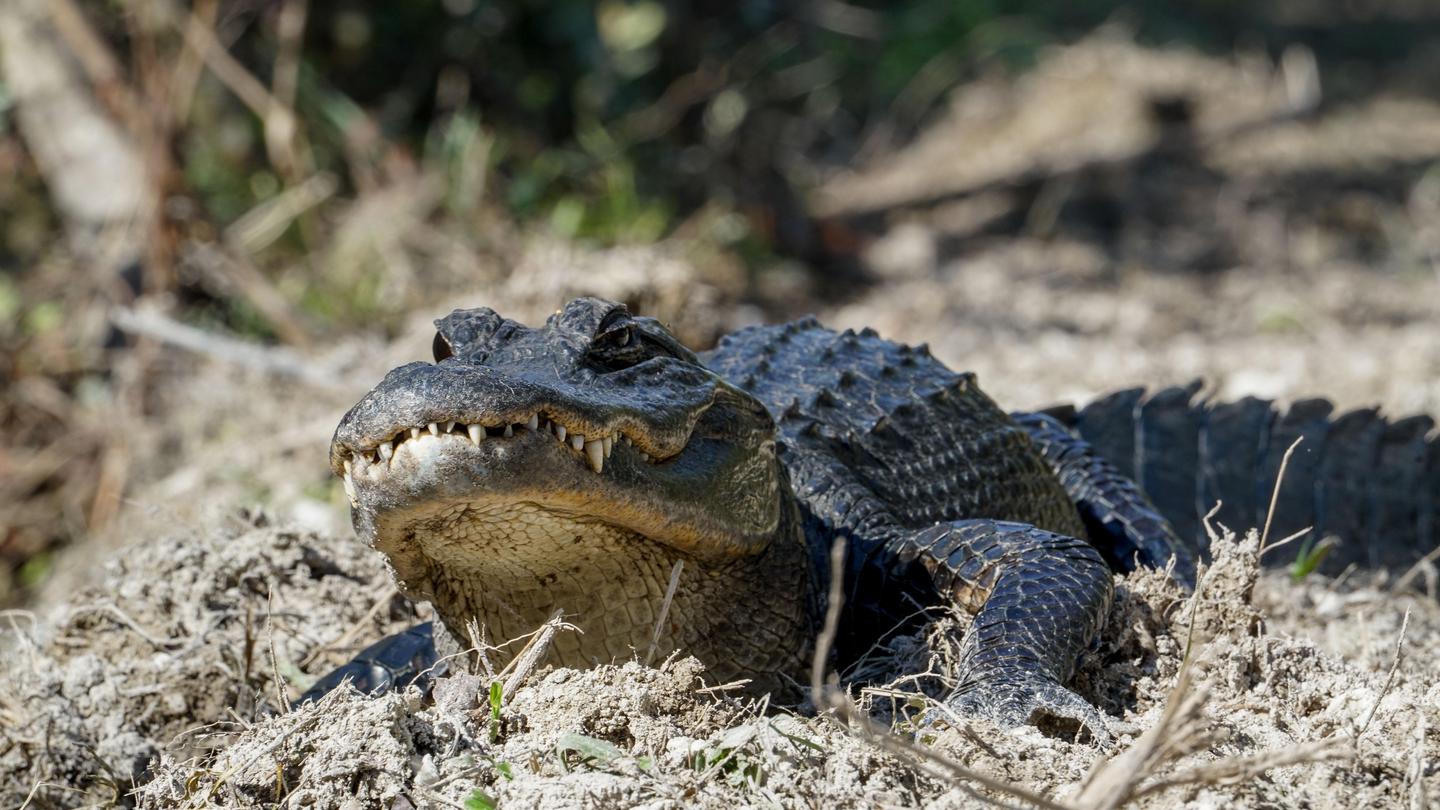 Small AlligatorAlligators, big and small, call Big Cypress National Preserve home.