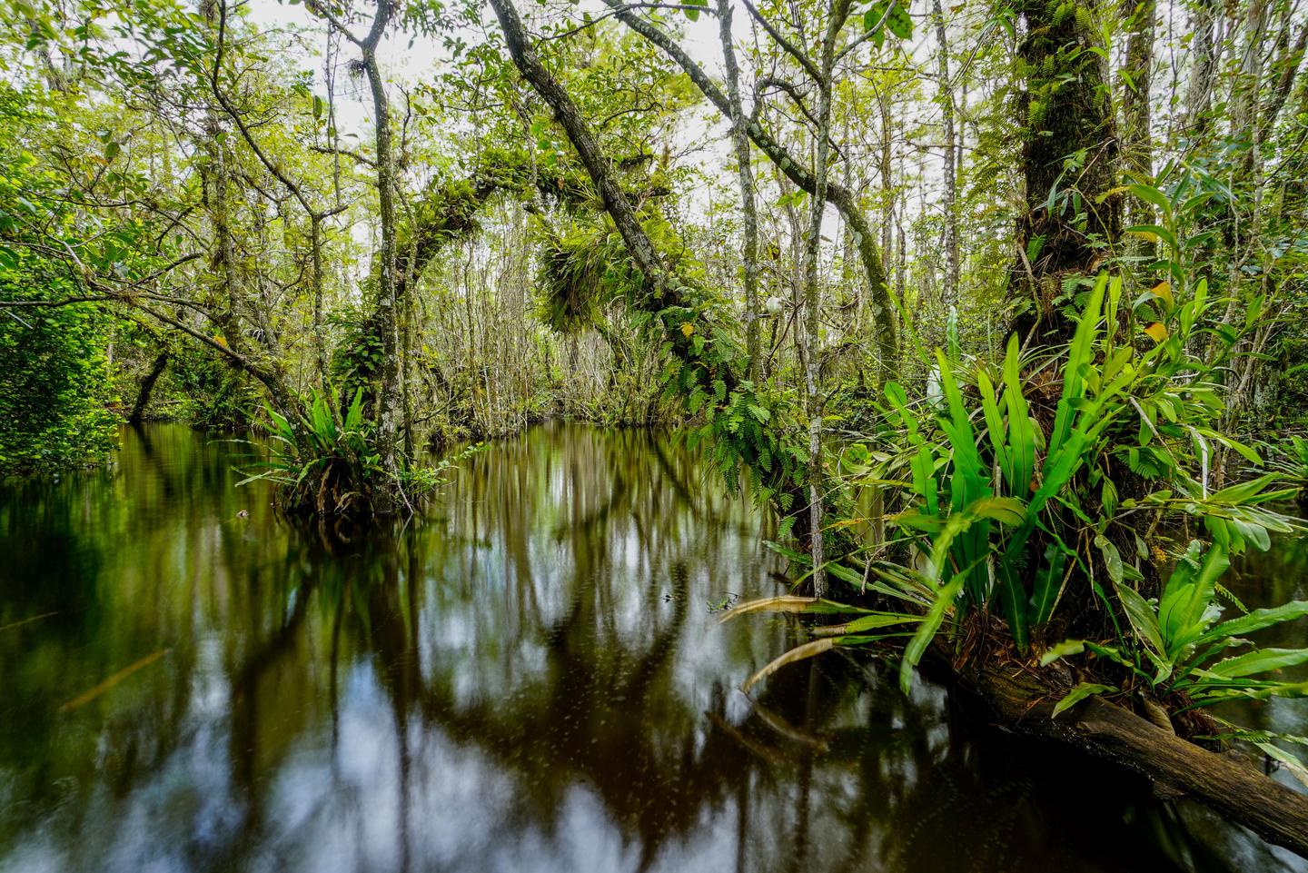 Depths of the SwampCypress swamps while appearing mysterious, are peaceful and serene.