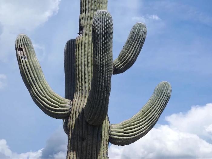 A Giant Saguaro with blue sky and clouds in the backgroundA Giant Saguaro