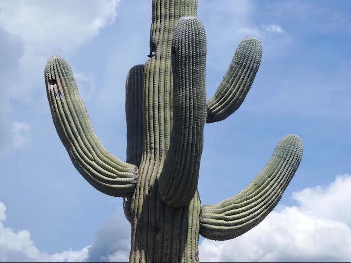 Preview photo of Saguaro National Park Wilderness Permits