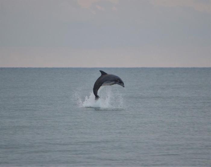 Dolphin Breaching at Ramp 63