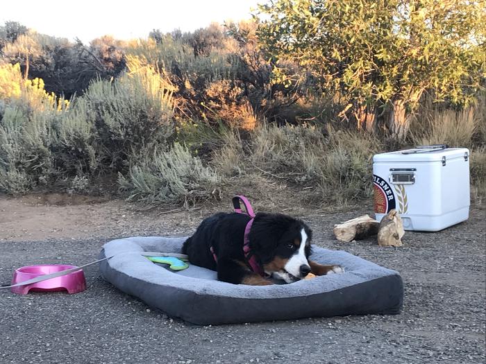 A camper's pet dog rests on a dog bed and chews a toy at Elk Creek Campground