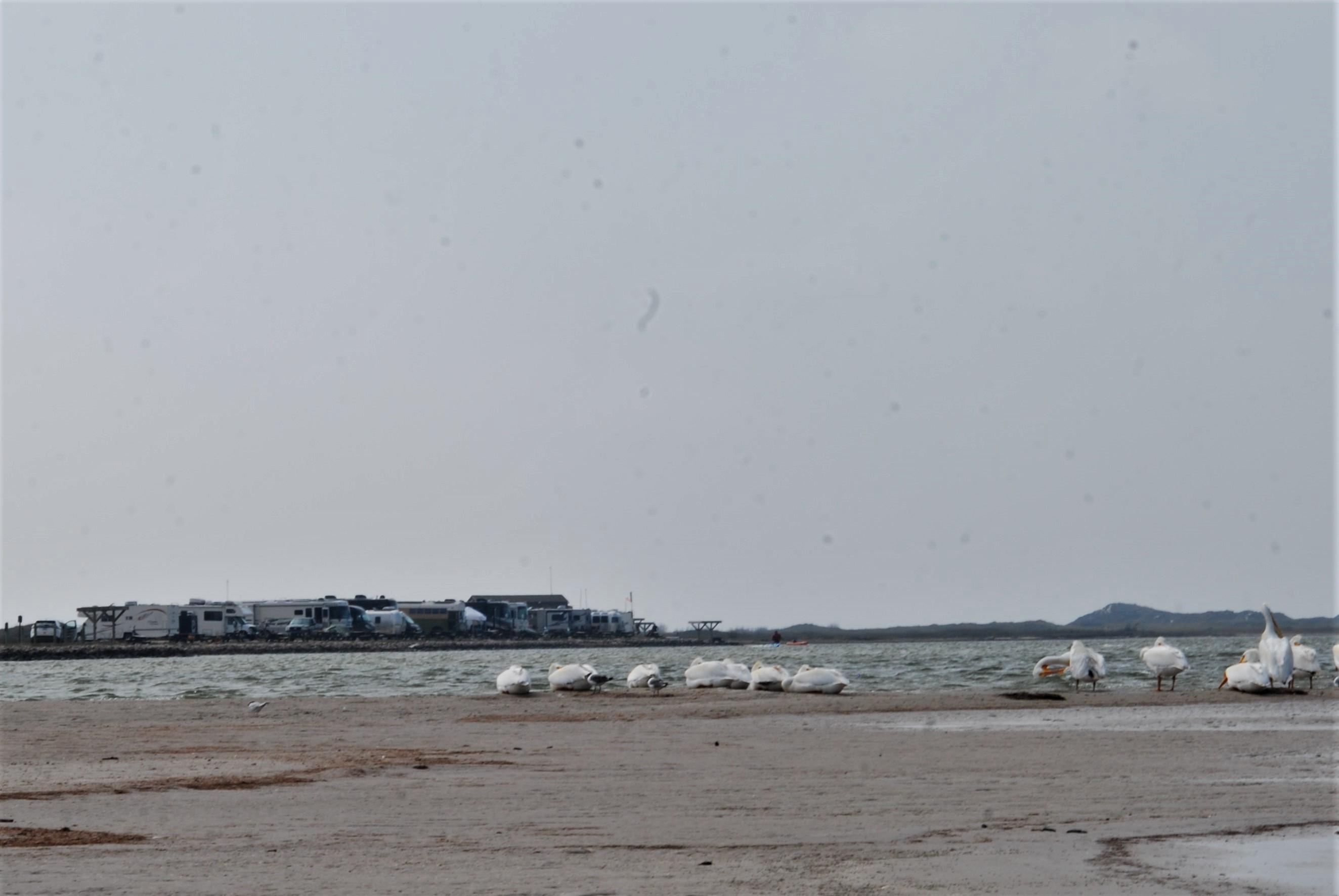 White Pelicans, Laguna Madre and a campground