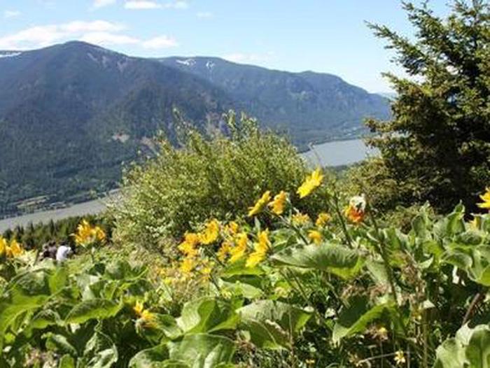 Dog Mountain Trail with Wildflowers overlooking the Columbia River GorgeWildflowers at Dog Mountain