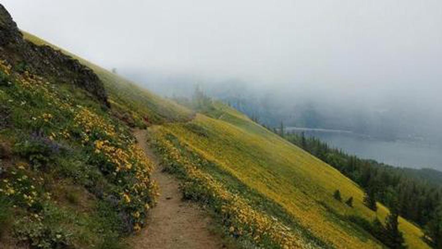 Dog Mountain Trailhead with Wildflowers on the mountain overlooking the Columbia River Gorge