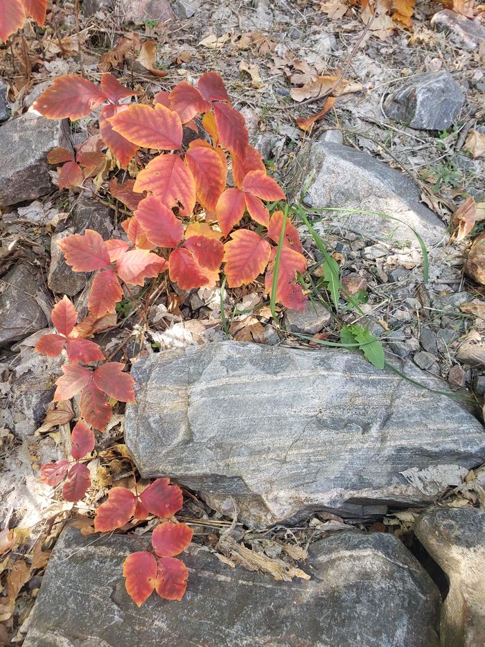 Poison ivy in Red Rock Canyon, colored in red and orange fall colors. Normally it is green and shiny.Look out! Poison ivy in Red Rock Canyon, colored in red and orange fall colors. Normally it is green and shiny.