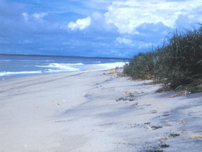 Preview photo of Assateague Island National Seashore Campground