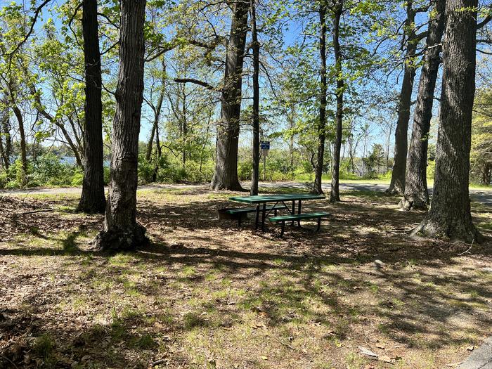 G11 siteG11 site in Paradise Grove with picnic table and campfire ring