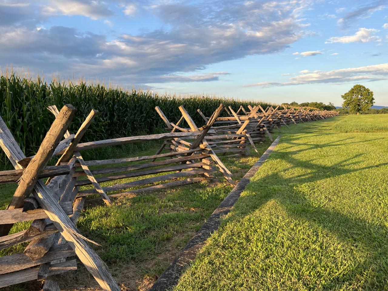 The Cornfield