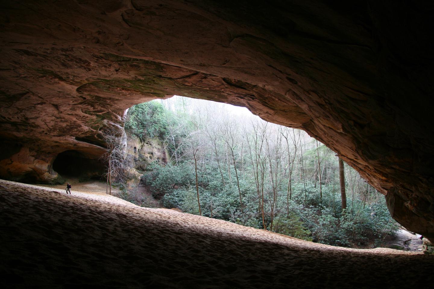 A man hikes in an enormous open cave with a sandy floor.Visiting Sand Cave, a massive sandstone rock shelter, involves hiking about 10 miles (16 km) round trip over moderate to strenuous terrain.