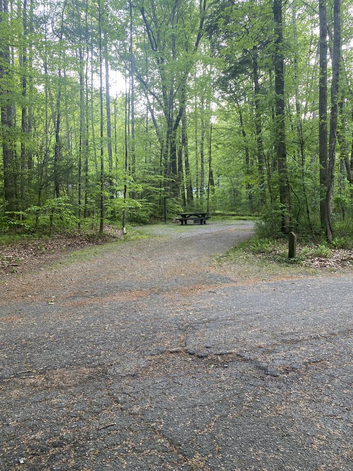 A photo of Site 099, Poplar Loop, at Davidson River. Wooded Site. No generators on this loop allowed. Several sites away from Bathhouse. First site to your right as you enter the loop. Water spigot across from boathouse. 