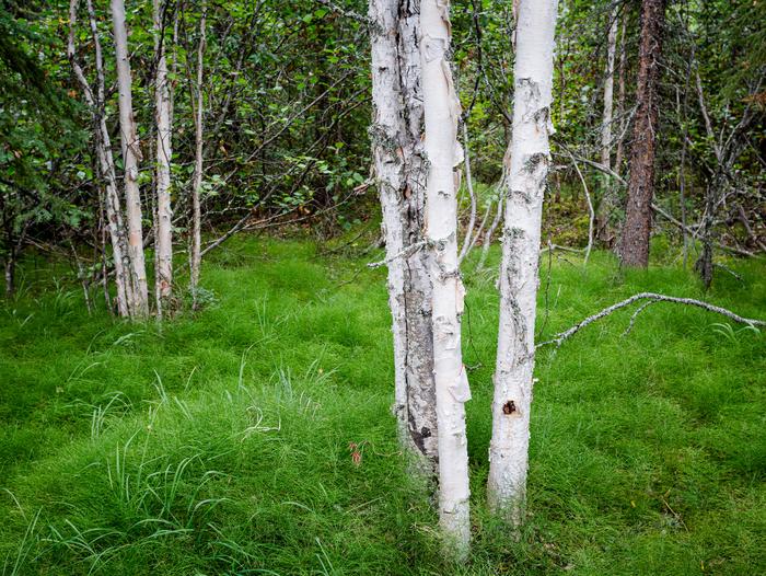 A cluster of small White Birch trees growing among a thick green carpet of horsetails and grasses.
