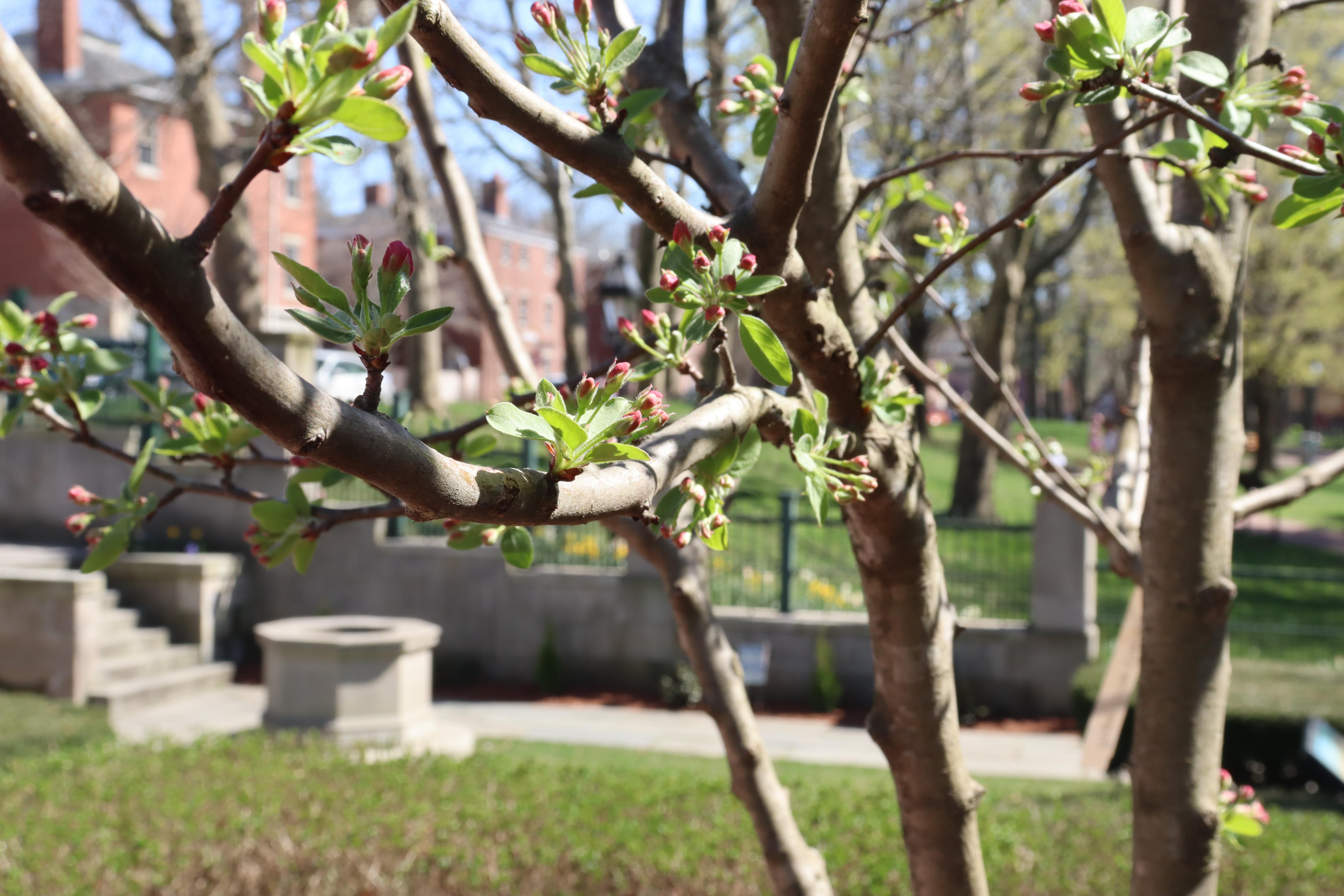 The Hahn Memorial and Crabapple Orchard