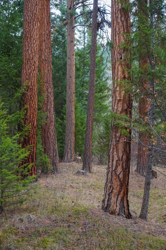 Alta Campground SpringAlta Campground Ponderosa Pine Trees