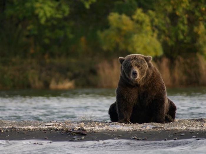 A brown bear sits in the Brooks RiverKatmai National Park and Preserve offers spectacular bear viewing opportunities
