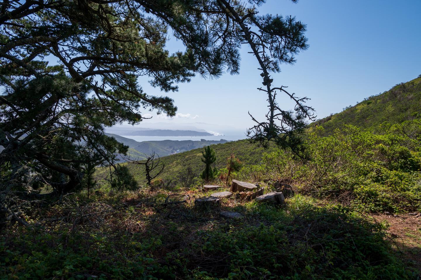 Views from Hawk Camp site 3. In the foreground is some tree stumps and a mature pine tree to the left. Beyond that are the hills of the headlands, the strait of the Golden Gate, and the edge of San Francisco.View from Site 3 at Hawk Camp.