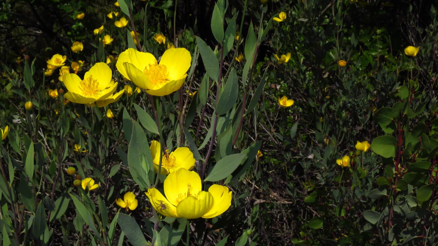 Yellow wildflowers in fieldWildflowers in field, yellow petals and green leaves