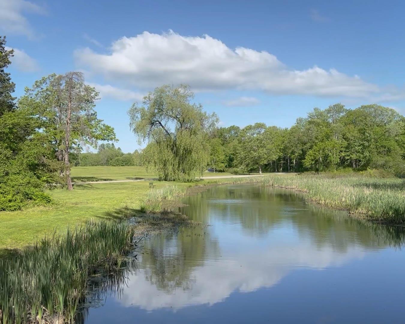 The Pond