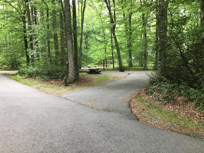 Davidson River Campground, Site 082, Laurel Loop. Short two sites from bathhouse. Water spigot diagonally across the loop road. Wooded site. 