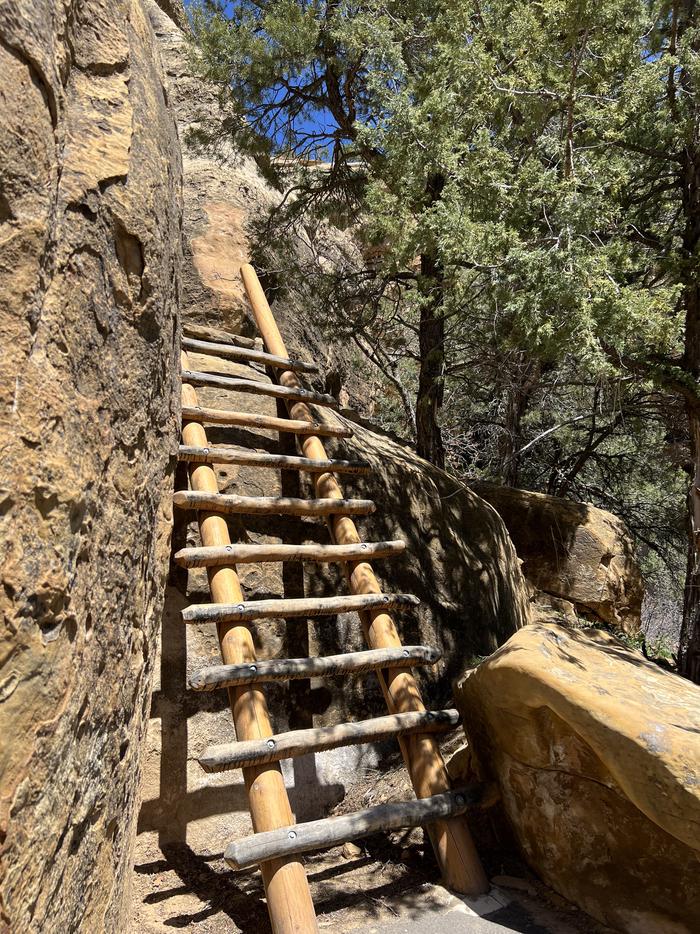 A wooden ladder near a tree ascends a rock face near some smaller boulders.An 8 foot tall wooden ladder ascends a rock face on the Cliff Palace trail.