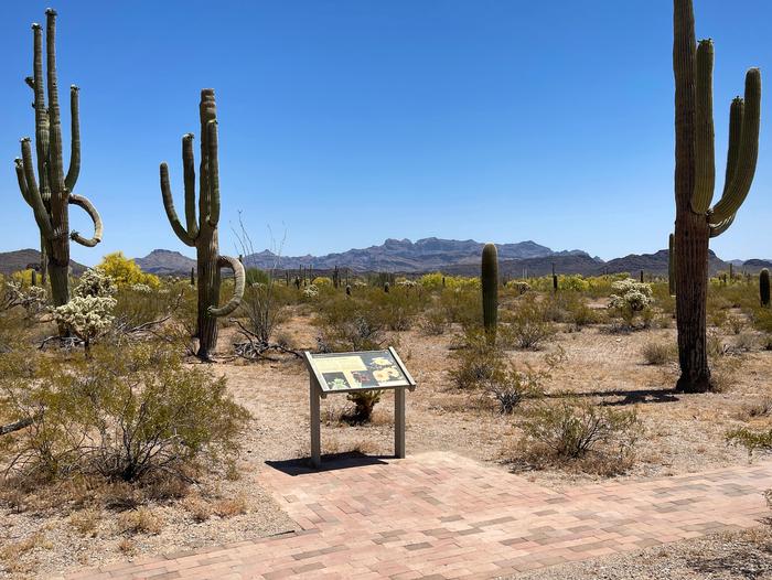 Nature TrailThe Nature Trail is a great way to stretch your legs and learn about the Sonoran Desert!