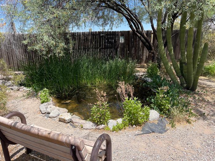 CienegaThe cienega (small pond) along the Nature Trail is a great place to relax and enjoy watching Quitobaquito pupfish swim.