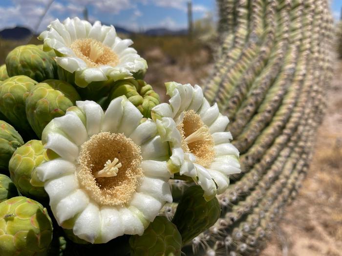 Saguaro BloomsSaguaro blooms are easily seen in May and June along the Nature Trail.