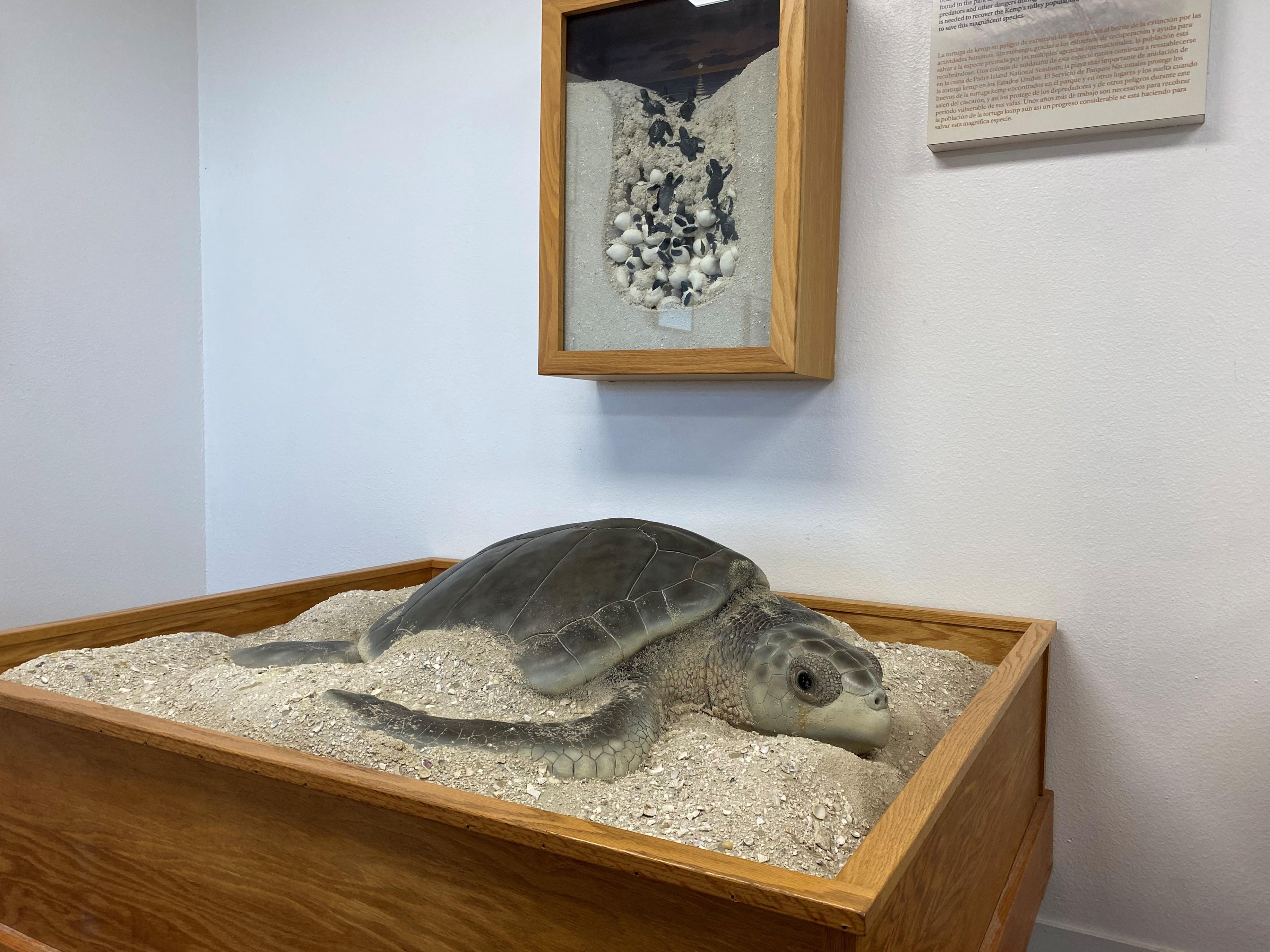 Sea turtle exhibit