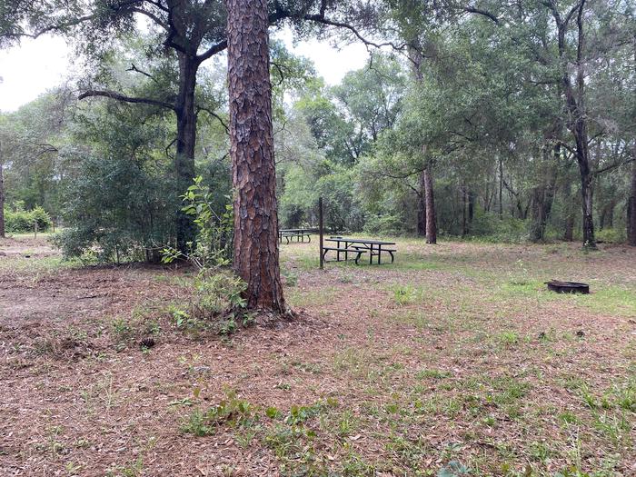 A photo of Site 5 of Loop Big Bass Campground at Big Bass Campground (FL) with Picnic Table, Fire Pit, Shade, Lantern Pole