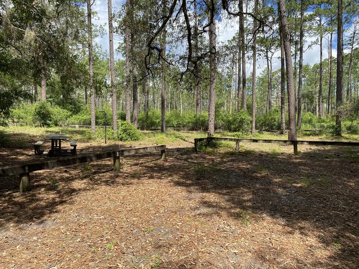 A photo of Site 6 of Loop Lake Delancy at Lake Delancy West Campground with Picnic Table, Fire Pit, Shade, Lantern Pole