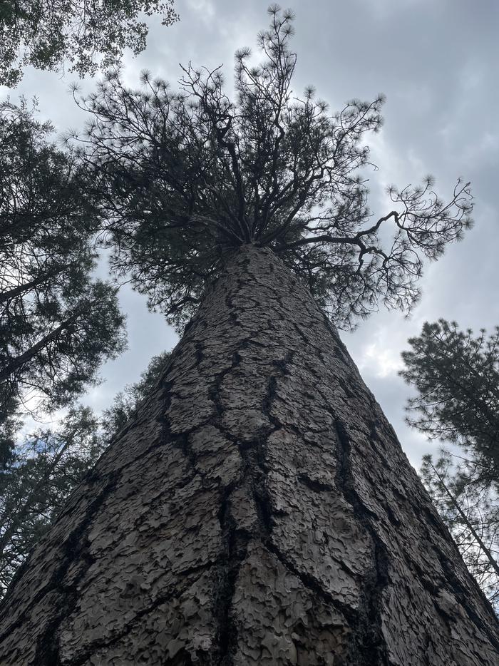 Ponderosa Pine Tree in Campground