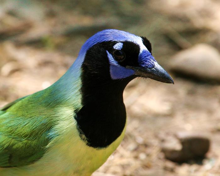 A Green Jay bird is depicted at close range with a green and yellow body and blue head with black markingsSanta Ana NWR wildlife