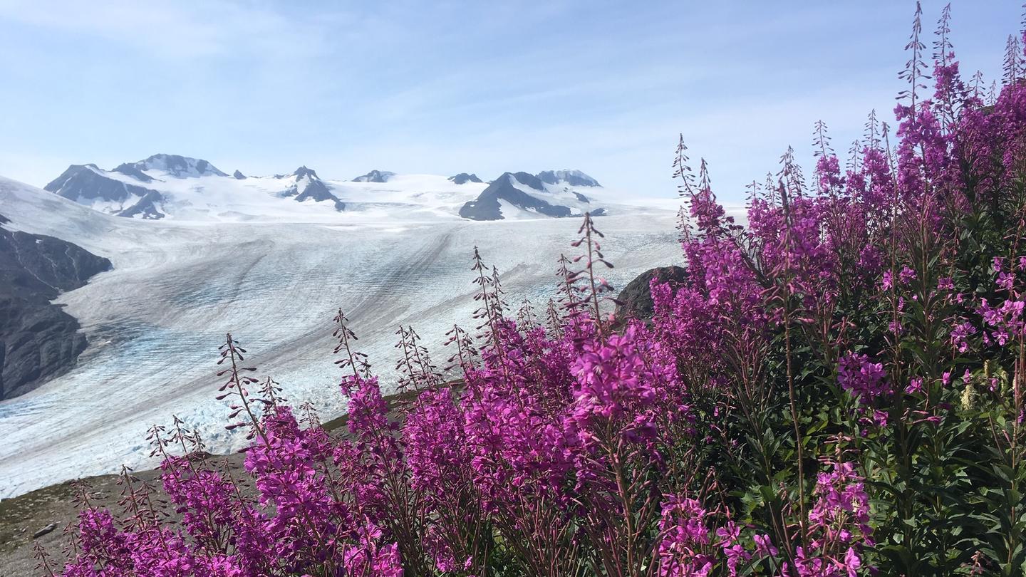 Exit Glacier with fireweed in the foreground  at Kenai Fjords National ParkExit Glacier with fireweed in the foreground at Kenai Fjords National Park