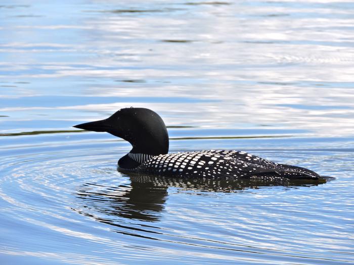 Side view of a loon in the waterLoon