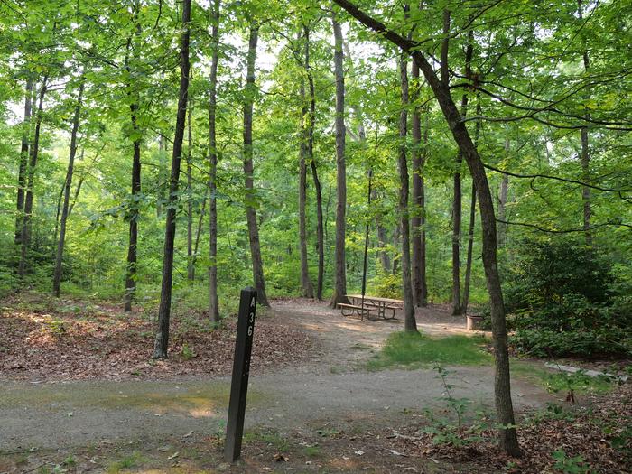 Paved parking space, picnic table, and fire ring in a shaded forest campsiteCampsite A36