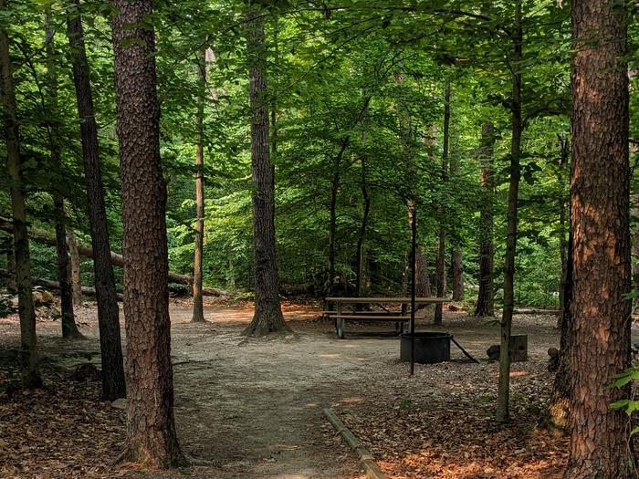 Dirt trail, picnic table, and fire ring in a shaded forest campsiteWalk-in Campsite C17