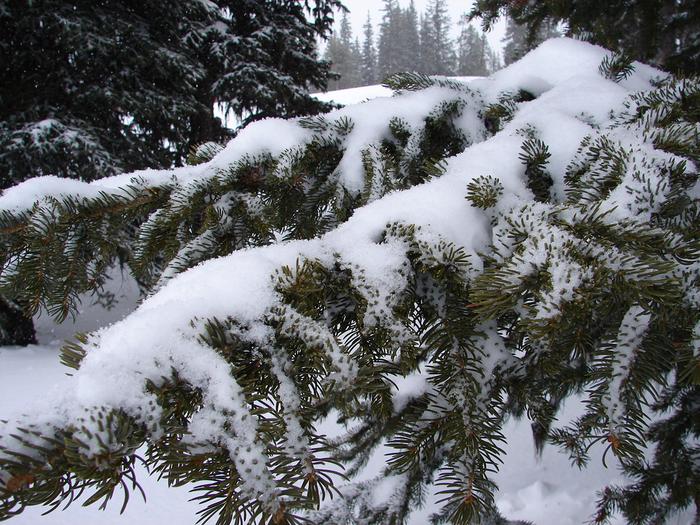 Preview photo of Wallowa-Whitman National Forest Christmas Tree Permit