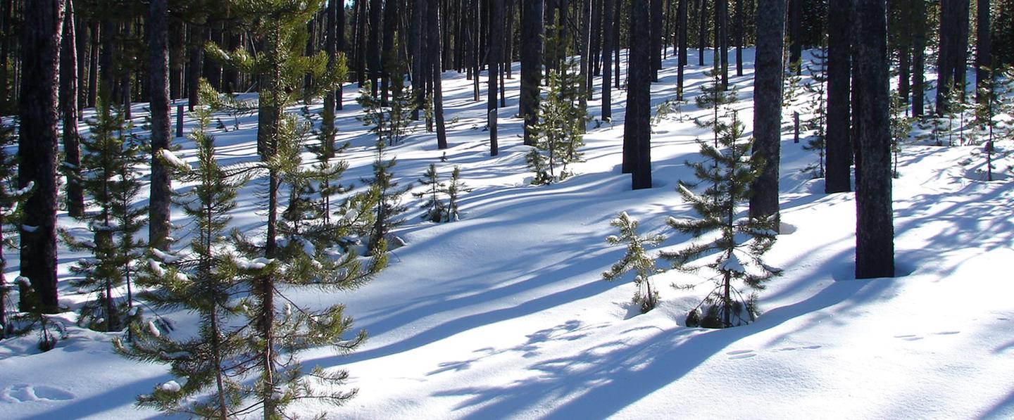 snowy vista of Lodgepole  trees