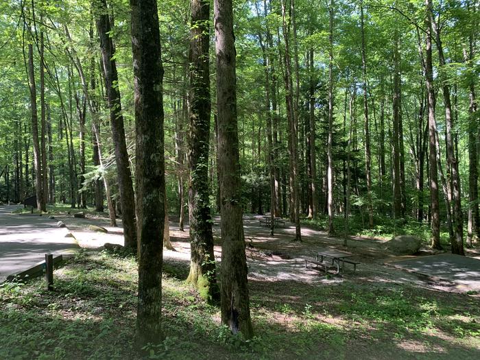 A photo of Site B57 of Loop B-Loop at COSBY CAMPGROUND with Picnic Table, Fire Pit, Tent Pad