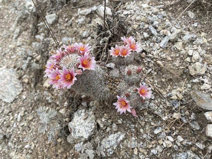 A Mamillaria cactus, one of the smallest species in the park, blooms along one of the hiking trails in the Saguaro Wilderness Area