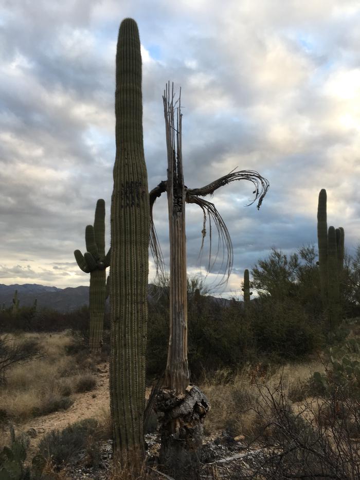 Giant Saguaro cacti watch over the hiking trails in the Saguaro Wilderness Area 