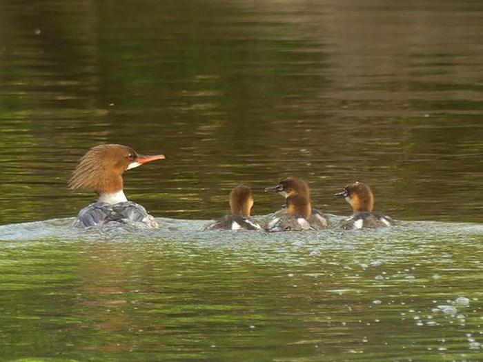 A female Common Merganser and four babies photographed on the Current River near Two Rivers