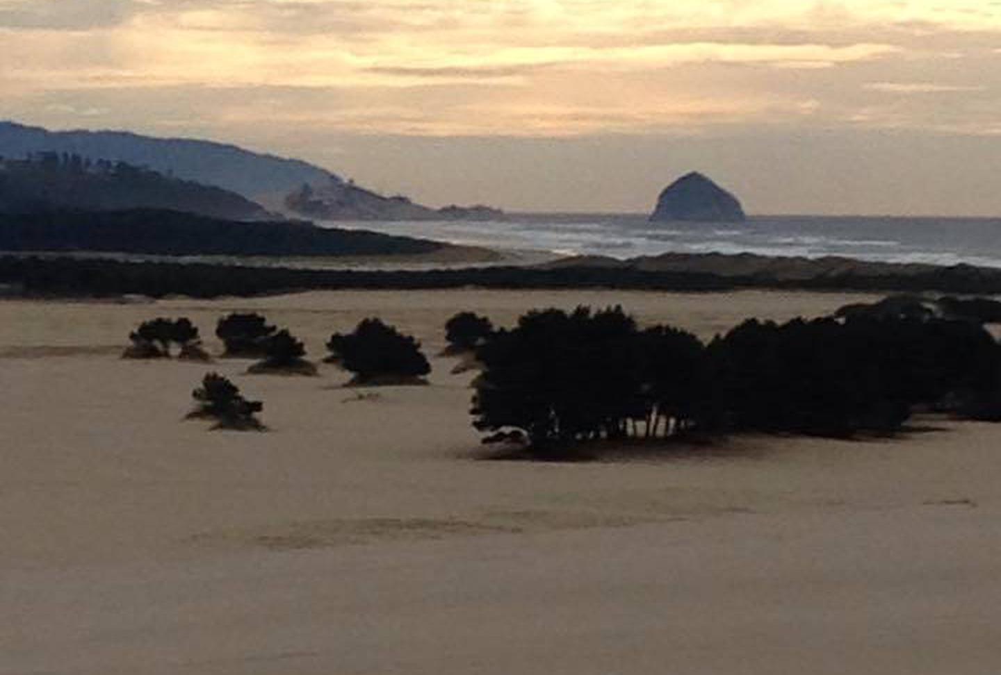Sand DunesWind swept trees on flat beach with fog bank over coastal hills in background.